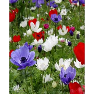 Compra ANÉMONA DE CAEN MIX (100 Unid.). en la tienda online Fito Agrícola