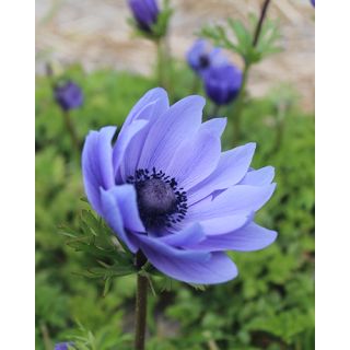 Compra ANEMONA MR. FOKKER (100 Unid.). en la tienda online Fito Agrícola