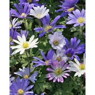 Compra ANÉMONA BLANDA MIX (100 Unid.). en la tienda online Fito Agrícola