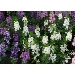 Compra ANGELONIA SERENA MIX (240 Plantas) en la tienda online Fito Agrícola
