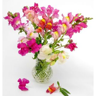 Compra ANTHIRRINUMS MEZCLA PLANTEL DESARROLLADO (28 Plantas ) en la tienda online Fito Agrícola