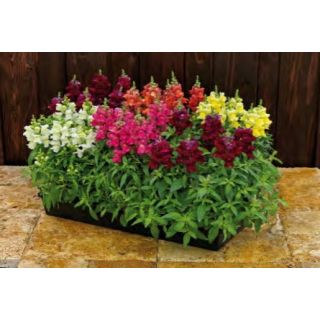 Compra ANTIRRHINUM CANDY TOPS F1 MIX (1.000 Semillas) en la tienda online Fito Agrícola