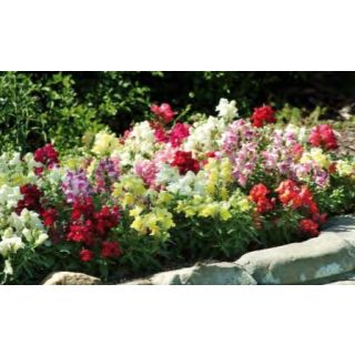 Compra ANTIRRHINUM SNAPSHOT F1 MIX (1.000 Semillas) en la tienda online Fito Agrícola