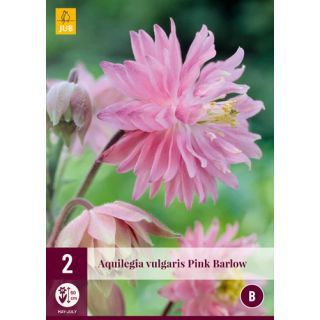 Compra AQUILEGIA PINK BARLOW en la tienda online Fito Agrícola