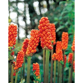 Compra ARUM ITALICUM (25 Unid.). en la tienda online Fito Agrícola