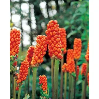 Compra ARUM ITALICUM (25 Unid.). en la tienda online Fito Agrícola