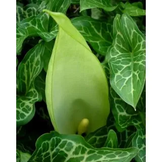 Compra ARUM MACULATUM (25 Unid.). en la tienda online Fito Agrícola