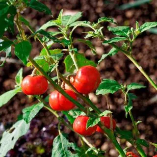 Compra BERENJENA AFRICANA GOYO KUMBA AB (50 Semillas). en la tienda online Fito Agrícola