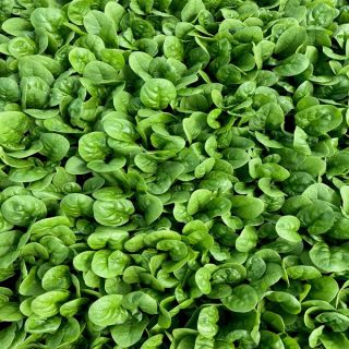 Compra ESPINACA BARBUDA F1 BABY LEAF (1.000.000 Semillas) en la tienda online Fito Agrícola