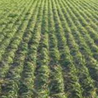 Compra GOLD HÍBRIDO INGLÉS (20 Kgr.). en la tienda online Fito Agrícola