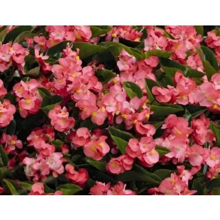 Compra BEGONIA BENARIENSIS BIG ROSA (Hoja Bronce) F1 (144 Plantas) en la tienda online Fito Agrícola