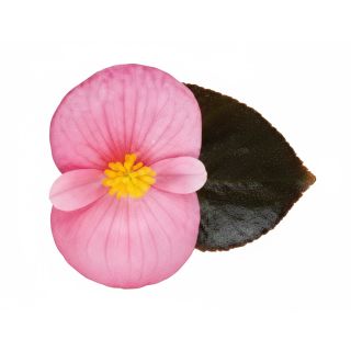 Compra BEGONIA VIKING XL BRONCE COLOR ROSA (144 Plantas) en la tienda online Fito Agrícola
