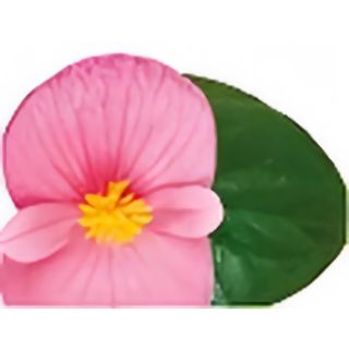 Compra BEGONIA VIKING XL GREEN COLOR ROSA (144 Plantas). en la tienda online Fito Agrícola