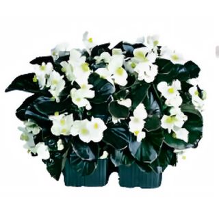 Compra BEGONIA COCKTAIL BLANCA (Hoja Bronce) SEMPERFLORENS (240 Plantas) en la tienda online Fito Agrícola