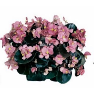 Compra BEGONIA COCKTAIL ROSA (Hoja Bronce) SEMPERFLORENS (240 Plantas) en la tienda online Fito Agrícola