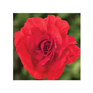 Compra BEGONIA LIMITLESS® DARK RED Pildorada F1 (1.000 Semillas) en la tienda online Fito Agrícola