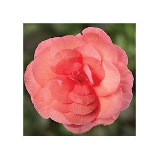 Compra BEGONIA LIMITLESS® SALMON ROSE Pildorada F1 (1.000 Semillas) en la tienda online Fito Agrícola