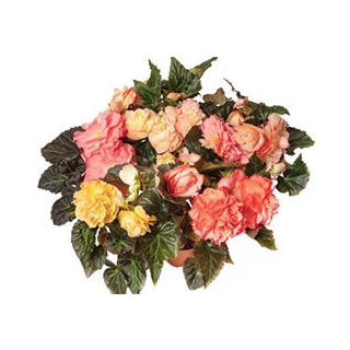 Compra BEGONIA LIMITLESS® SUNRISE Pildorada F1 (1.000 Semillas) en la tienda online Fito Agrícola