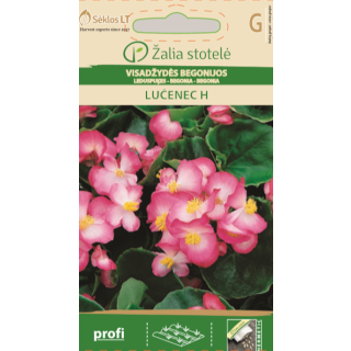 Compra BEGONIA LUCENEC F1 (50 Semillas) en la tienda online Fito Agrícola