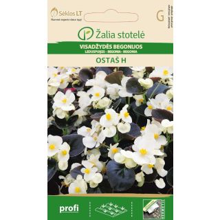 Compra BEGONIA OSTAS F1 (50 Semillas) en la tienda online Fito Agrícola