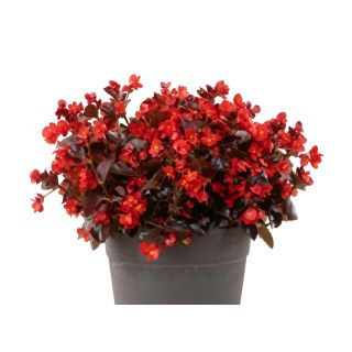 Compra BEGONIA VIKING XL GREEN COLOR RED (144 Plantas). en la tienda online Fito Agrícola
