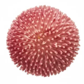 Compra BELLIS TASSO ROSA (240 Plantas). en la tienda online Fito Agrícola