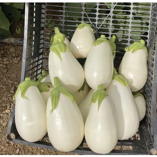 Compra BERENJENA LUNA F1 (50 Semillas) en la tienda online Fito Agrícola