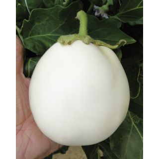 Compra BERENJENA BIANCANEVE F1 (1.000 Semillas) en la tienda online Fito Agrícola