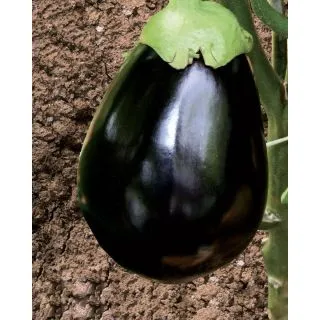 Compra BERENJENA BLACK TOP F1 Pildorada (5.000 Semillas) en la tienda online Fito Agrícola