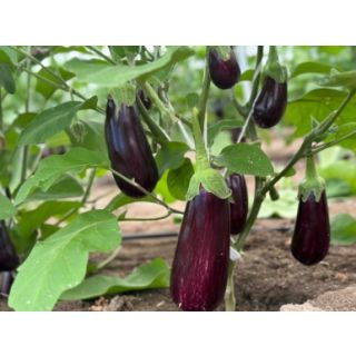 Compra BERENJENA CARMELA F-1 (1.000 Semillas) en la tienda online Fito Agrícola