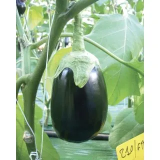 Compra BERENJENA GIOTTO F1 (1.000 Semillas) en la tienda online Fito Agrícola