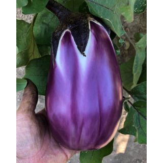 Compra BERENJENA SETA F1 (10.000 Semillas) en la tienda online Fito Agrícola