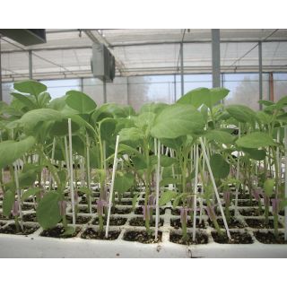 Compra BERENJENA VIGORY F1 (10.000 Semillas). en la tienda online Fito Agrícola