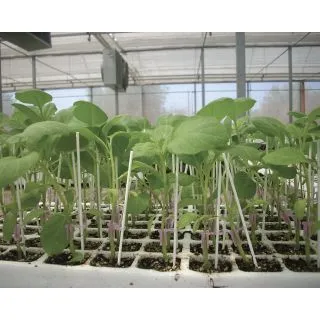 Compra BERENJENA VIGORY F1 Pildorada (10.000 Semillas). en la tienda online Fito Agrícola