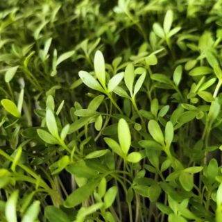 Compra BERRO DE JARDÍN MICROGREENS (500 gr.). en la tienda online Fito Agrícola