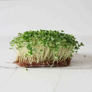 Compra BRÓCOLI CALABRESE MICROGREENS ECOLÓGICO (500 gr.) en la tienda online Fito Agrícola