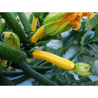 Compra CALABACÍN AEOLOS (UG 6152) F1 (1.000 Semillas) en la tienda online Fito Agrícola