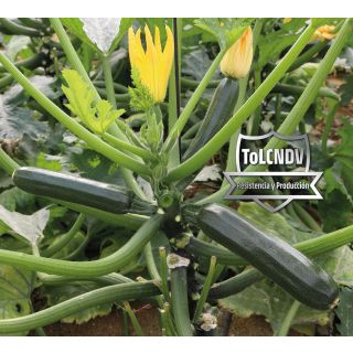 Compra CALABACÍN BERLANGA F1 (1.000 Semillas). en la tienda online Fito Agrícola