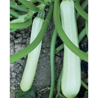 Compra CALABACÍN BIANCO DI SICILIA (2.500 Semillas). en la tienda online Fito Agrícola