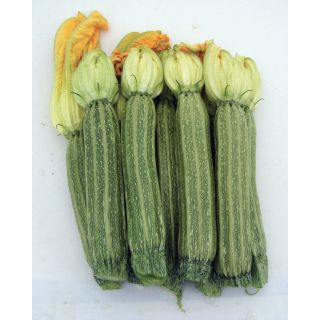 Compra CALABACÍN CESARE F1 Calibrado y Peliculado (2.500 Semillas). en la tienda online Fito Agrícola