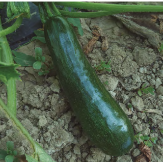 Compra CALABACÍN DIAMANT F1 (1.000 Semillas) en la tienda online Fito Agrícola