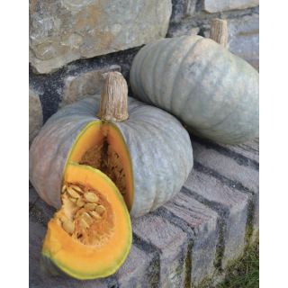 Compra CALABAZA BERRETTA PIACENTINA (500 gr.). en la tienda online Fito Agrícola