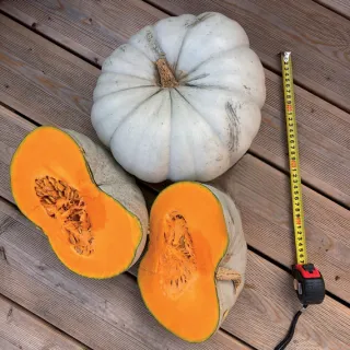 Compra CALABAZA BLUE HEAVEN F1 (50 Semillas) en la tienda online Fito Agrícola