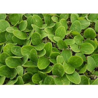 Compra CALABAZA TANKER F1 (1000 Semillas) en la tienda online Fito Agrícola