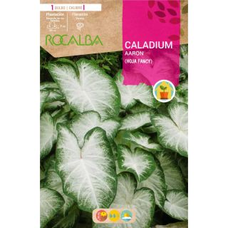 Compra CALADIUM AARON en la tienda online Fito Agrícola