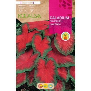 Compra CALADIUM BOMBSHELL en la tienda online Fito Agrícola