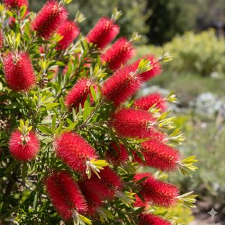 Compra CALLISTEMO (84 Plantas) en la tienda online Fito Agrícola