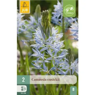 Compra CAMASSIA CUSICKII en la tienda online Fito Agrícola