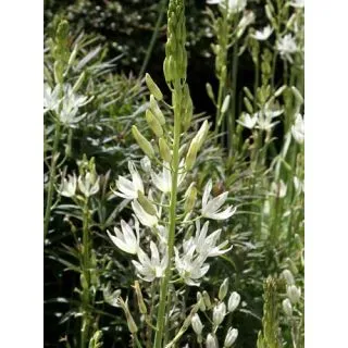 Compra CAMASSIA LEICHTLINII ALBA (25 Unid.). en la tienda online Fito Agrícola