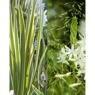 Compra CAMASSIA LEICHTLINII SACAJAWEA (25 Unid.). en la tienda online Fito Agrícola